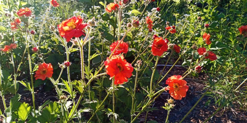 Geum 'Scarlet Tempest' Гравилат